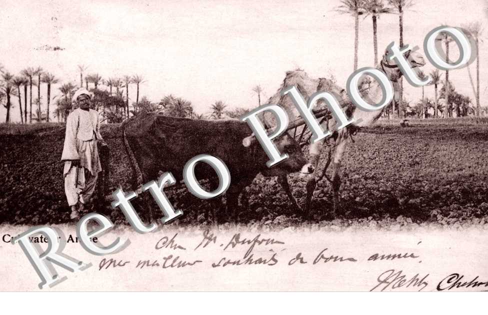 Cultivateur Arabe