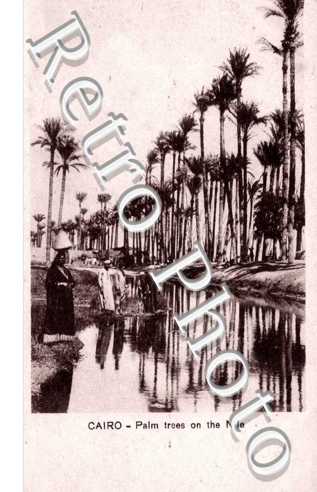 Palm trees on the Nile