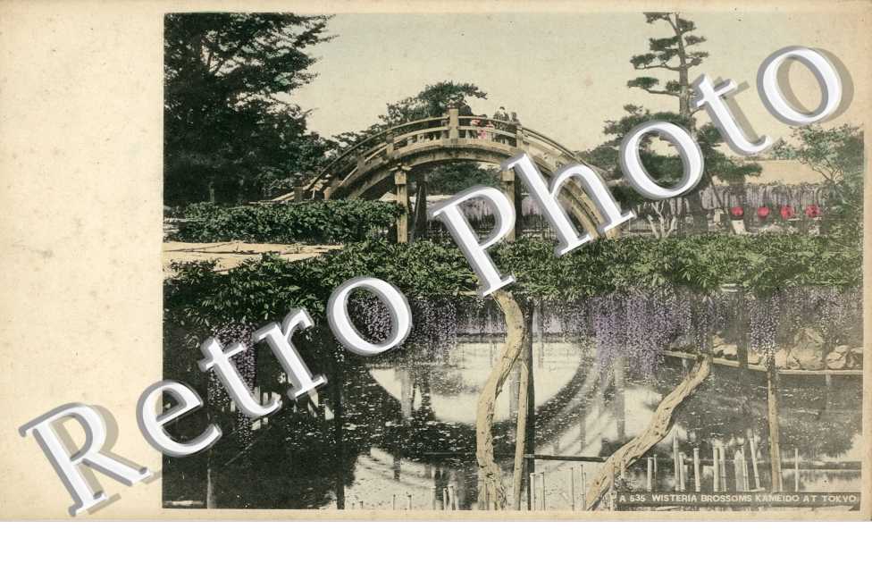 Wisteria Brossoms Kameido