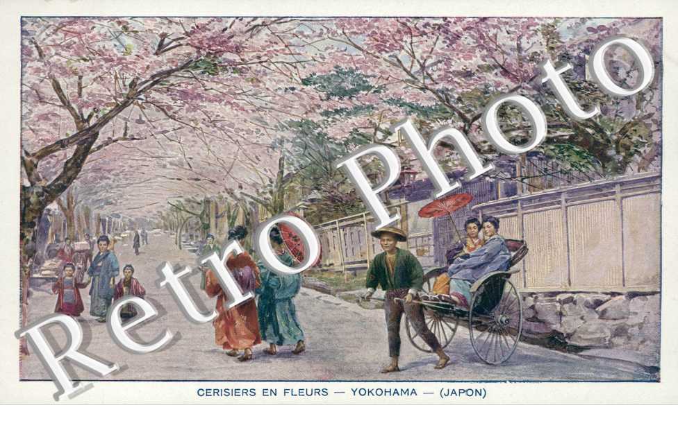  Cerisiers en Fleurs