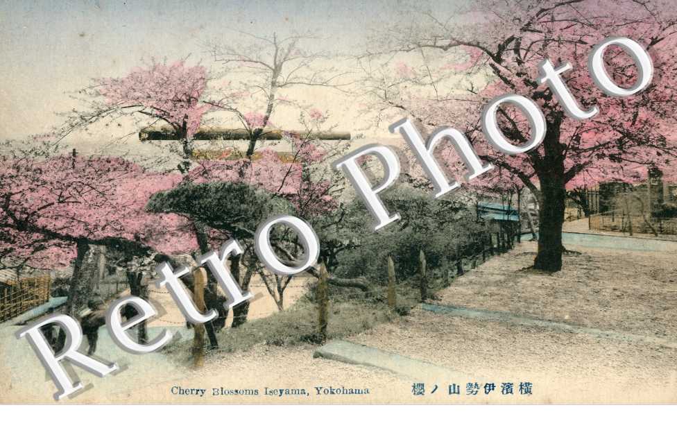Cherry Blossoms Iseyama