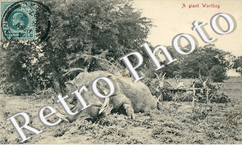 A giant Warthog