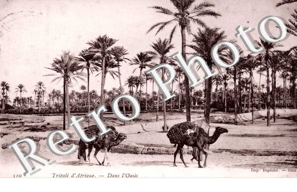 Dans l'Oasis