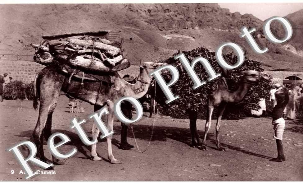 Camels