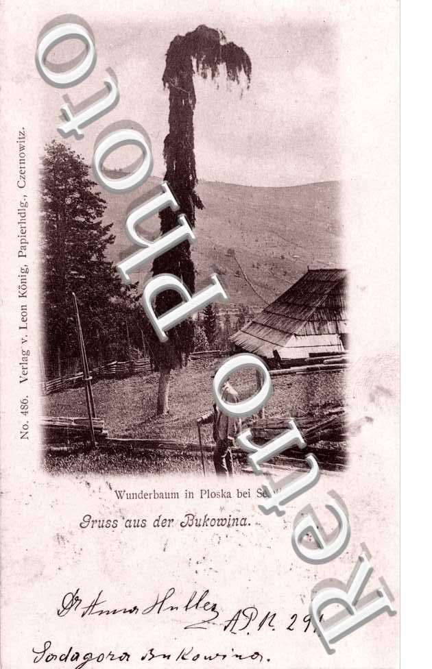 Wunderbaum in Ploska