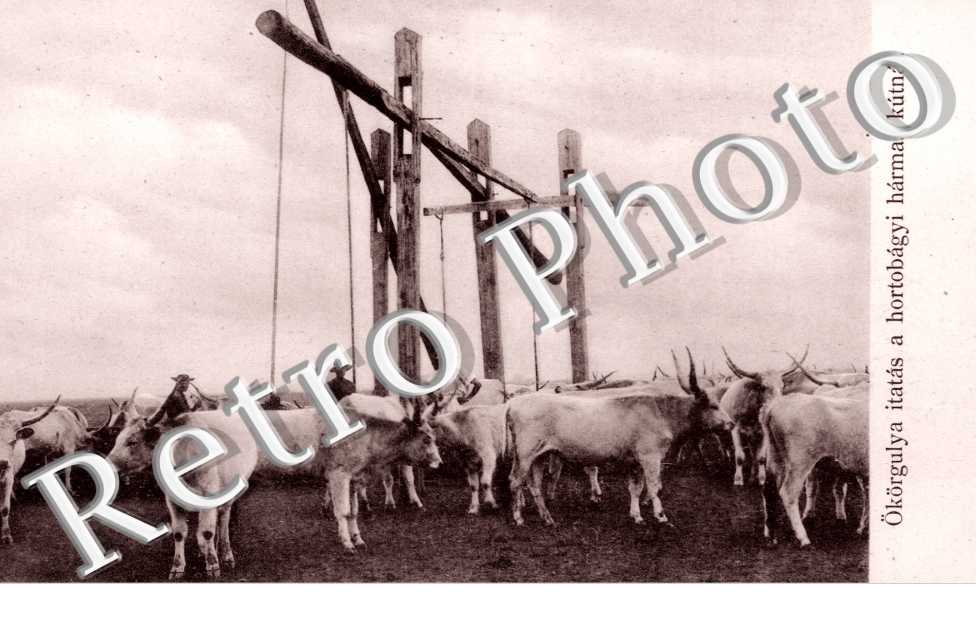 Okorgulya itatas a Hortobagyi harmas kutnal