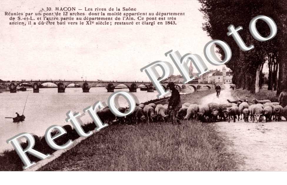 les rives de la saone (troupeau de moutons)