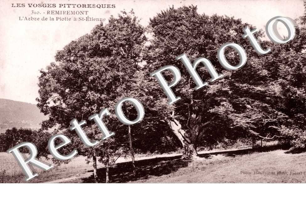 l'arbre de la Piotte