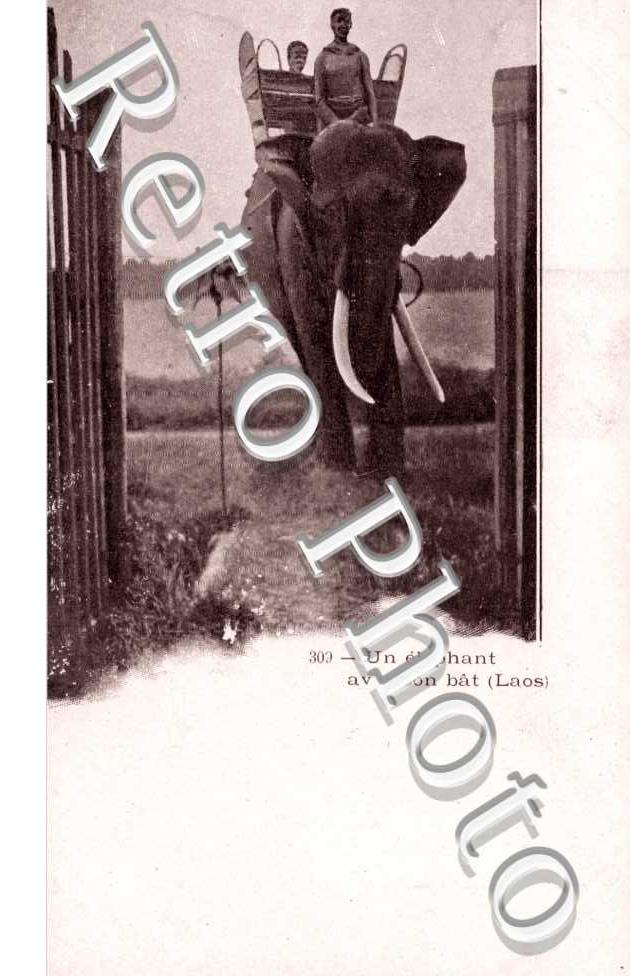 Un elephant avec son bat