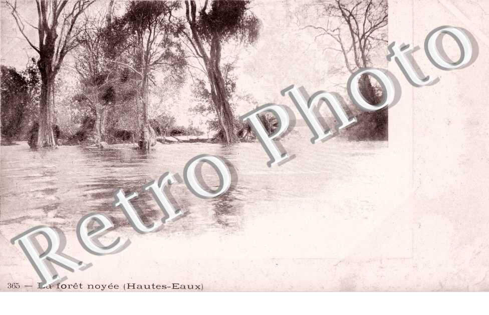 la Foret noyee