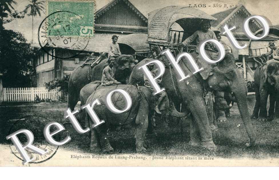 Eléphants royaux de Luang-Prabang, Jeune éléphant têtant sa mère