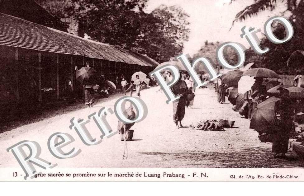 la Grue sacree se promene sur le marche de Luang-Prabang