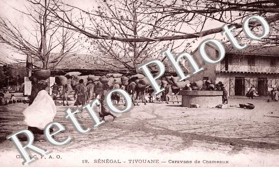 Caravane de Chameaux