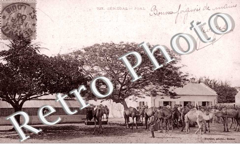 Joal, des dromadaires