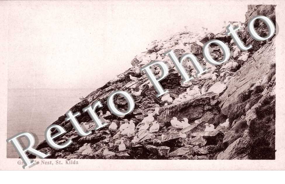 Gannet's Nest