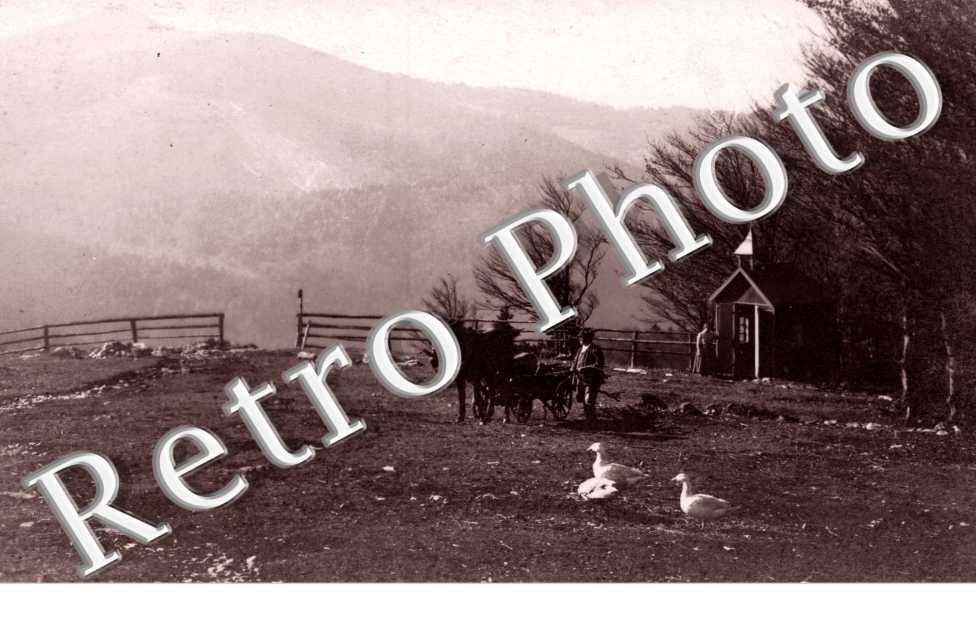 Vue d'un cheval attele et des oies