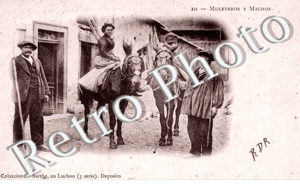 Muleteros y Machos