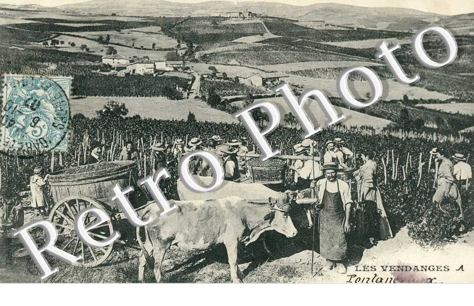 les vendanges