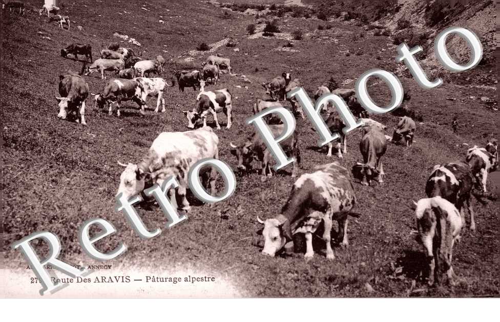 Route des Aravis Paturage alplestre
