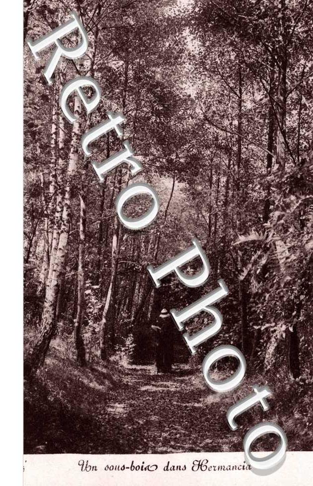 Un sous-bois dans Hermancia Colonie de vacances au bord du Lac Leman Aout 1915 Oeuvre sociale Le Cantier 199 rue de Bercy Paris 12eme