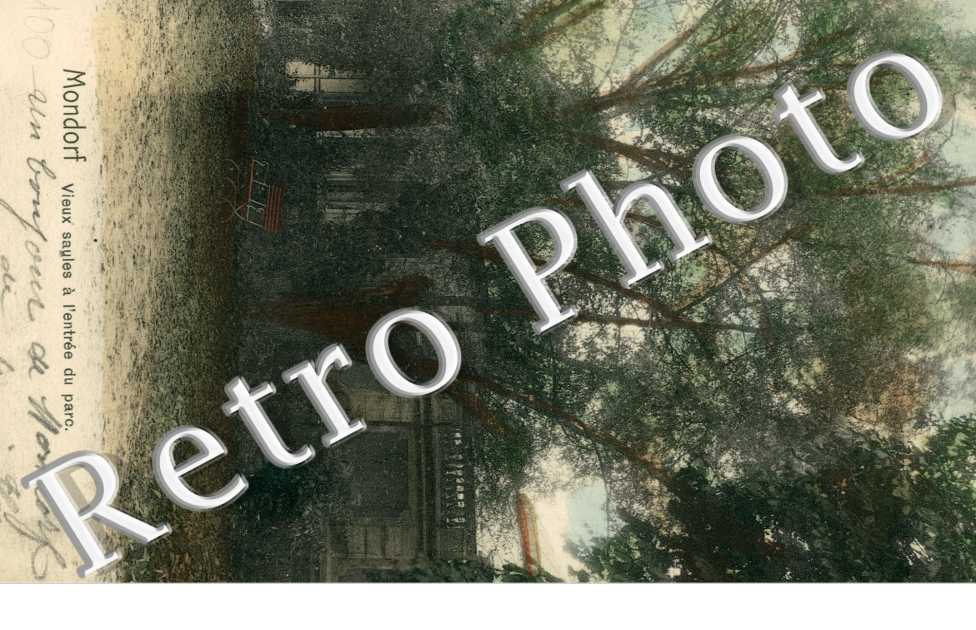 Vieux saules a l'entree du parc