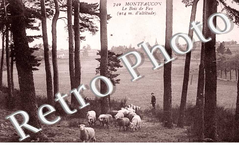 le bois de Fay