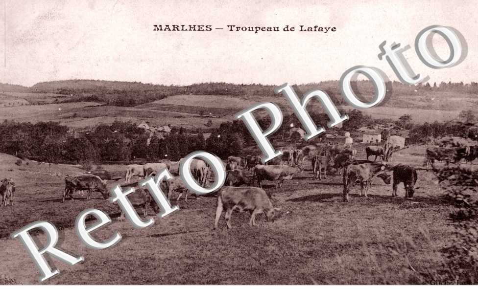 Troupeau de Lafaye