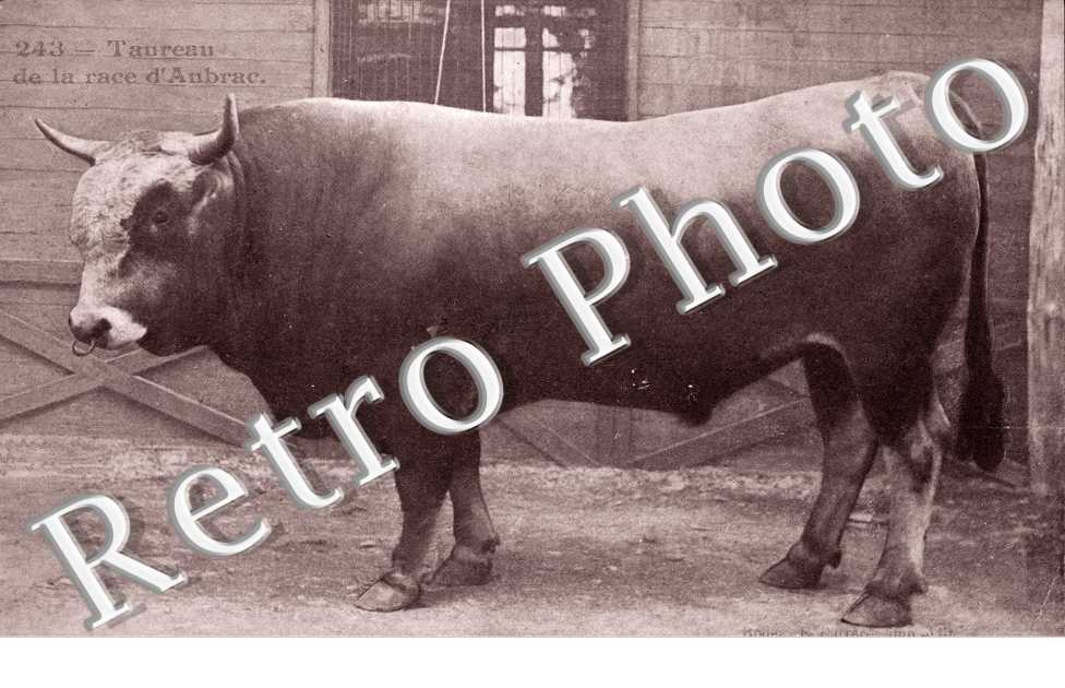 Taureau de la race d'Aubrac