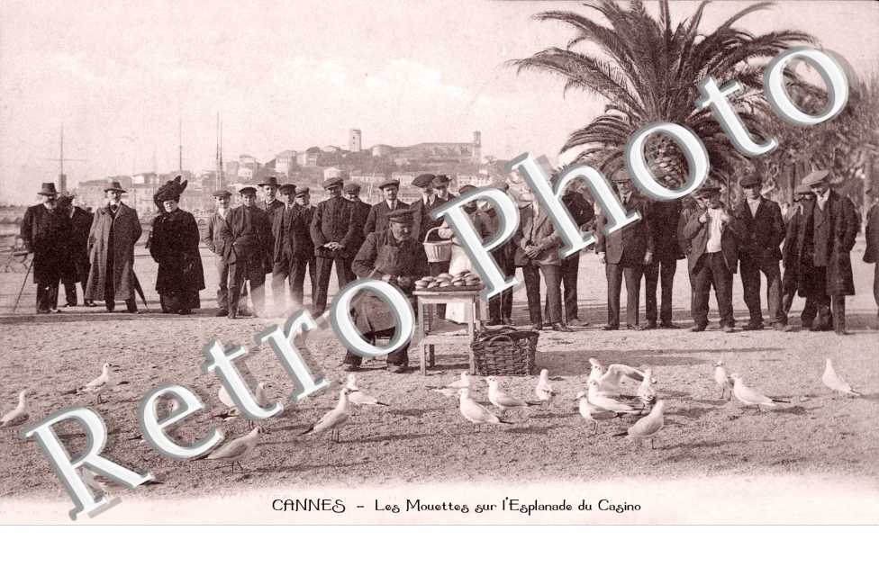 les mouettes sur l'esplanade du casino-un repas