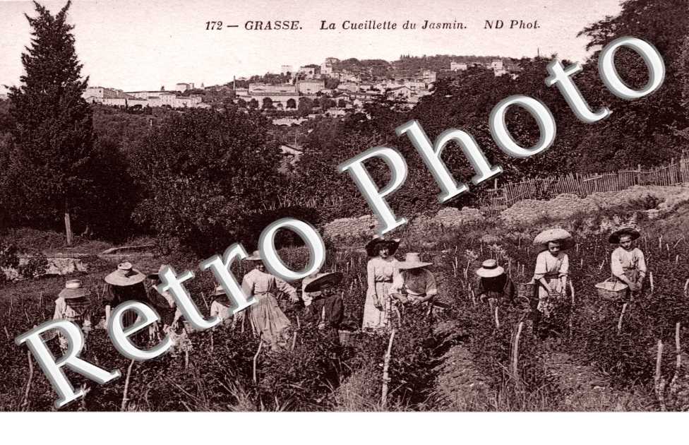 La cueillette du Jasmin