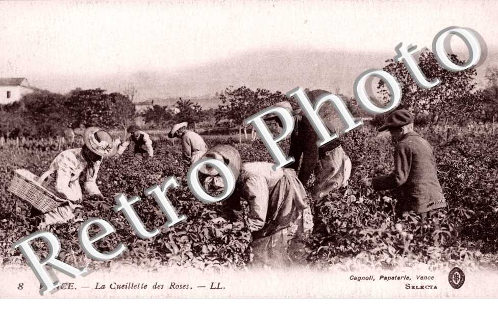 la cueillette des roses