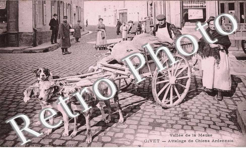ATTELAGE DE CHIENS ARDENNAIS