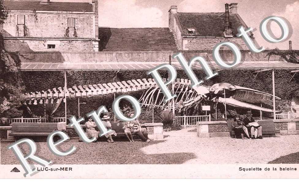 squelette de la baleine