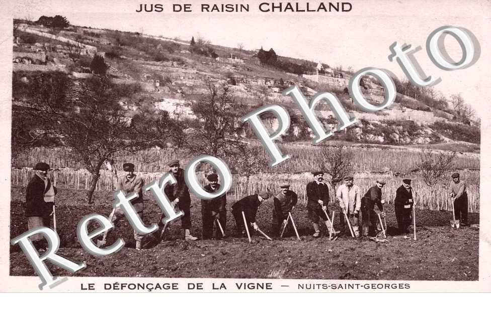 le fefoncage de la vigne