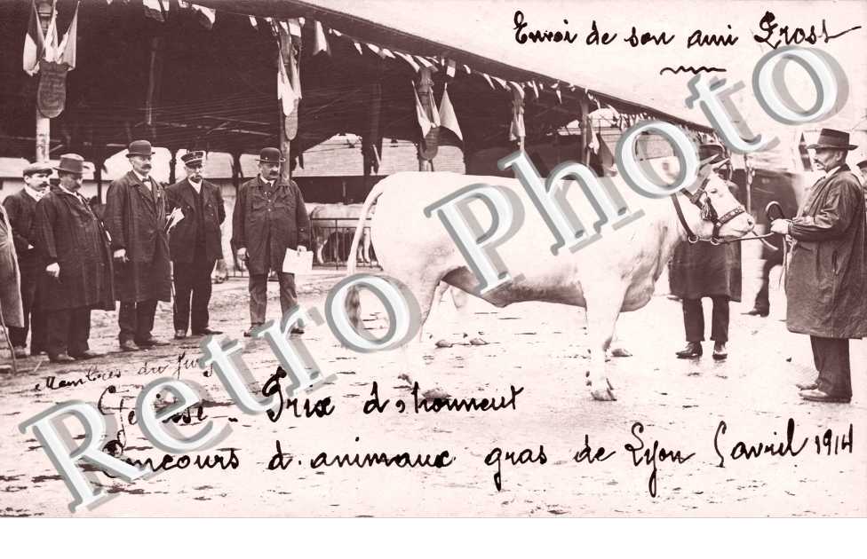Concours d'animaux Gras