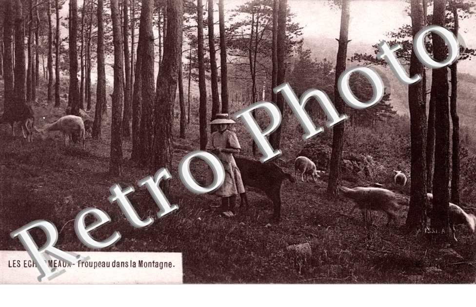 Les Echarmeaux - Troupeau dans la montagne