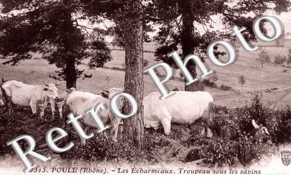 Les Echarmeaux - Troupeau sous les sapins