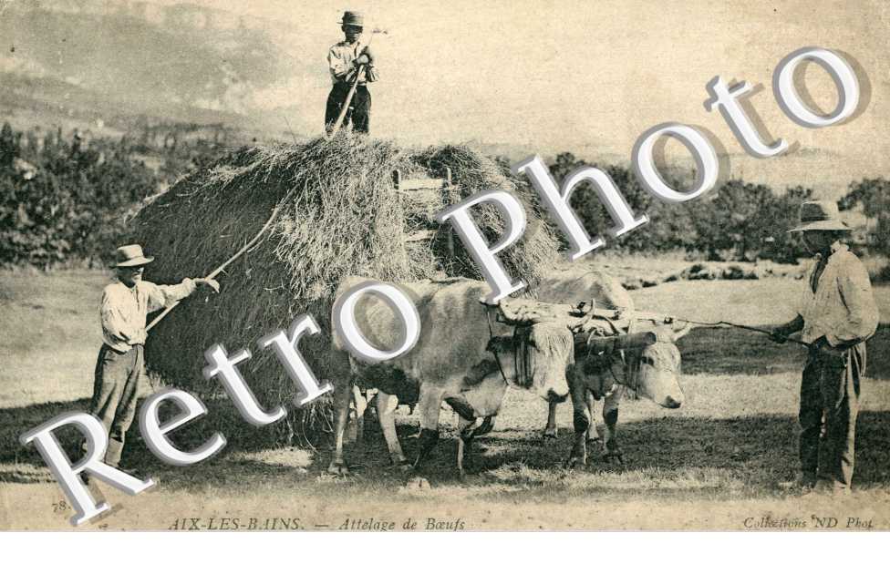 Attelage de Boeufs