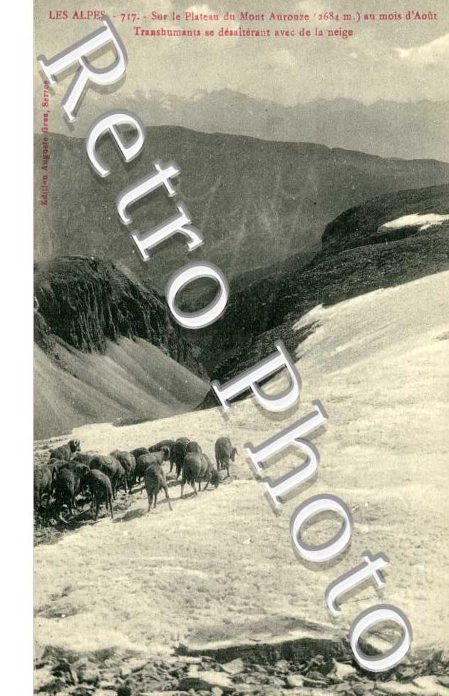 Sur le plateau du Mont Aurouze Transhumans au mois d'aout