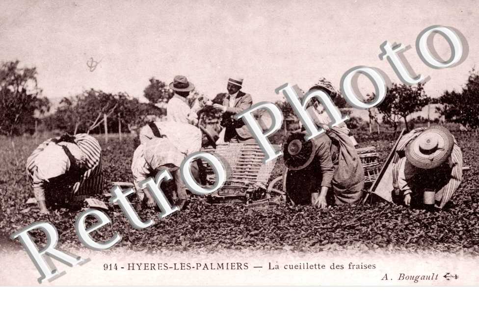 La Cueilette des Fraises