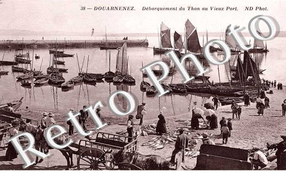Debarquement du Thon au Vieux Port