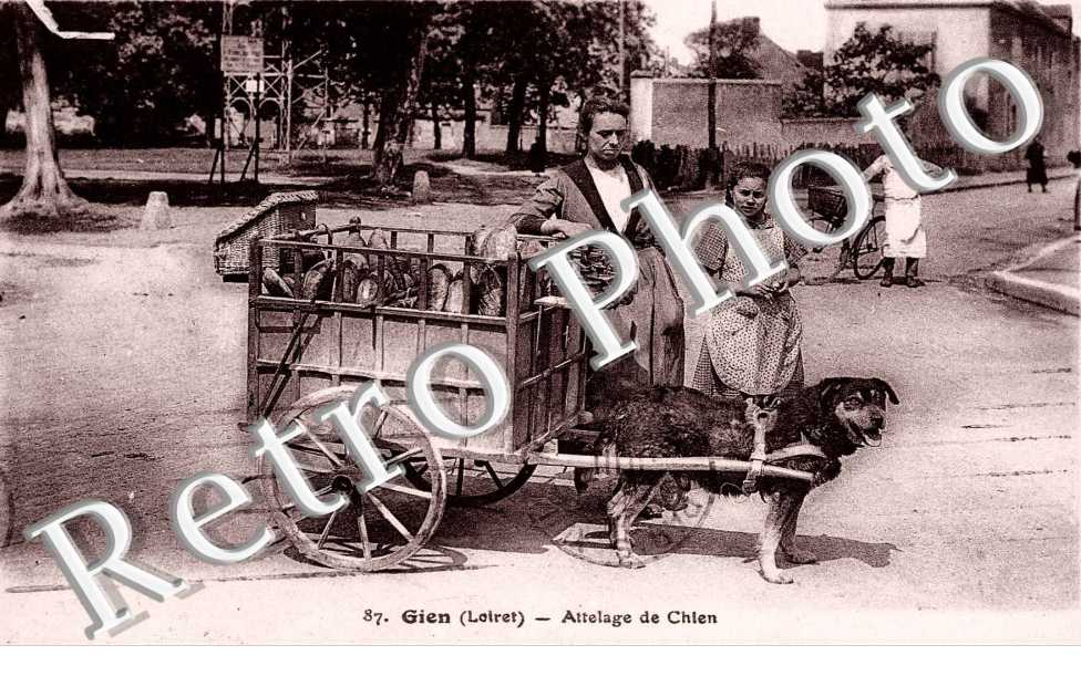 attelage de chiens
