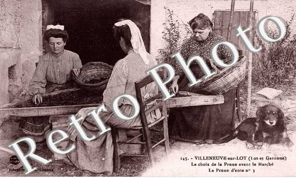 le Choix de la Prune avant le Marche - La Prune d'ente n°3