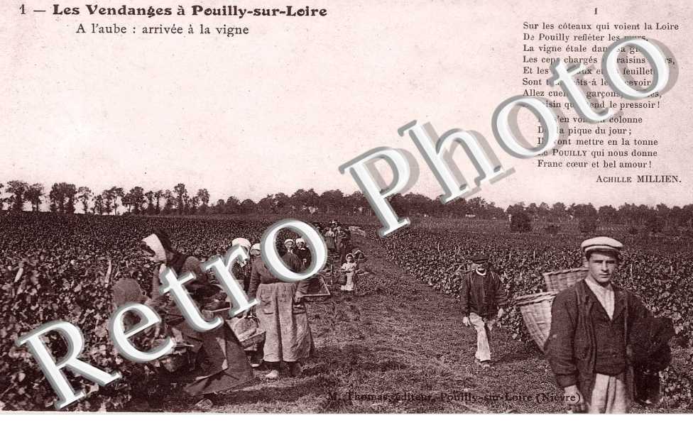 les vendanges - a l'aube, arrivee a la vigne