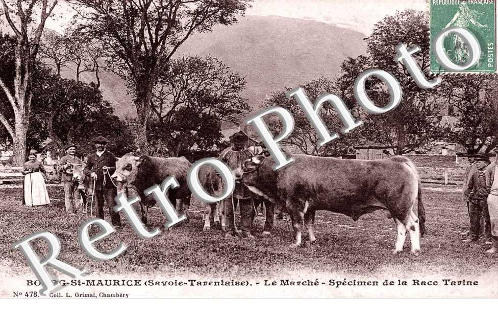 le marche Specimen de la race tarine