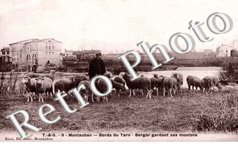 Bords du Tarn. Berger gardant ses moutons
