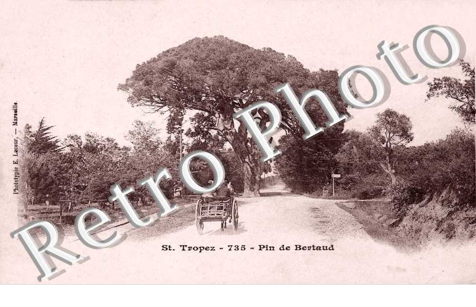 Pin de Bertaud