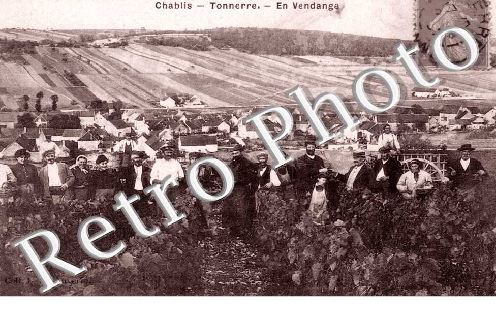 Chablis - Tonnerre, En Vendange