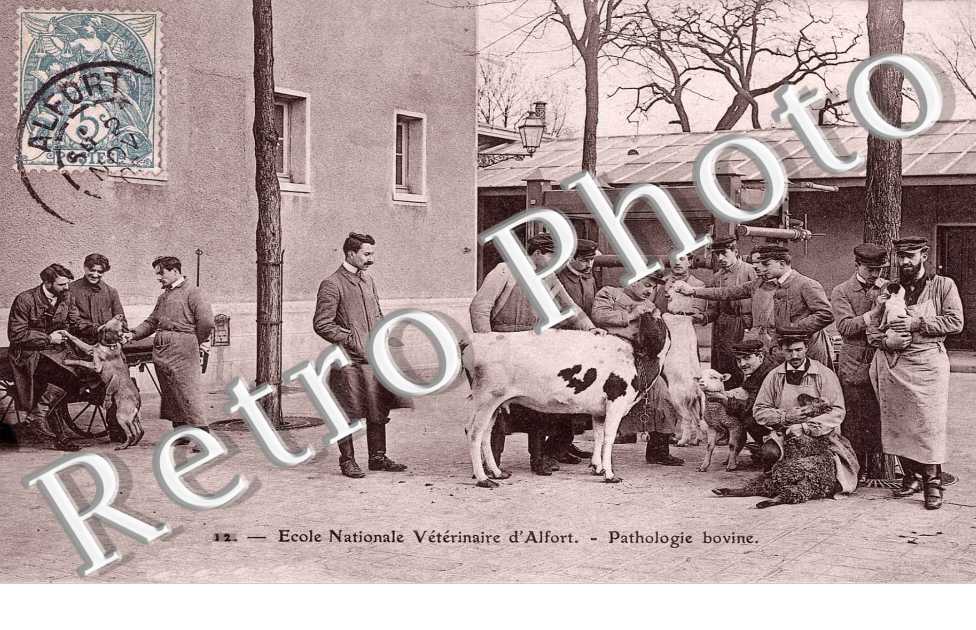 Ecole nationale vétérinaire d'Alfort - pathologie bovine