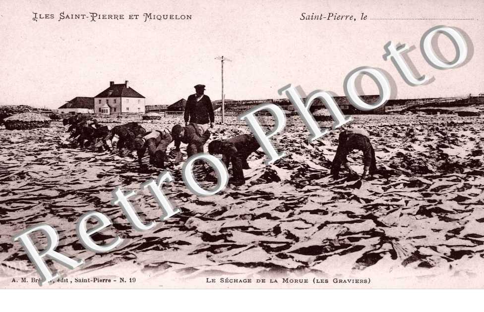 Le Sechage de la Morue